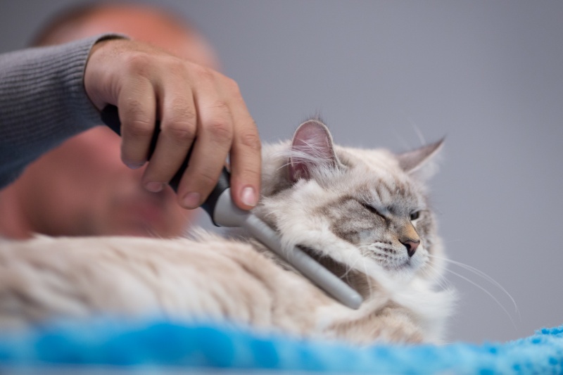 "Зважений і пухнастий": кіт Кекс виграв битву гігантів на виставці в Києві